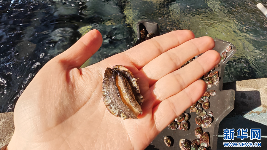 莆田市海发水产开发有限公司养殖基地里的鲍鱼苗。新华网 刘丰 摄